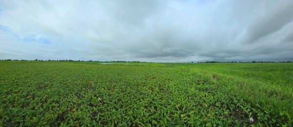 Dramatic Monsoon Clouds Over Lush Green Wetland Landscape