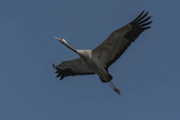 Eurasian crane (Grus grus) Flying At Thol Bird Sanctuary