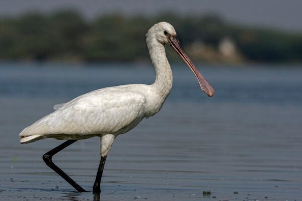 Eurasian Spoonbill (Platalea leucorodia) At Thol Bird Sanctuary