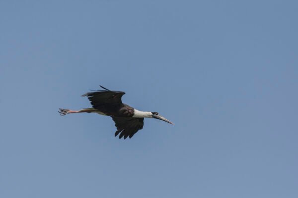 Asian Woolly-necked Stork (Ciconia episcopus) Flying