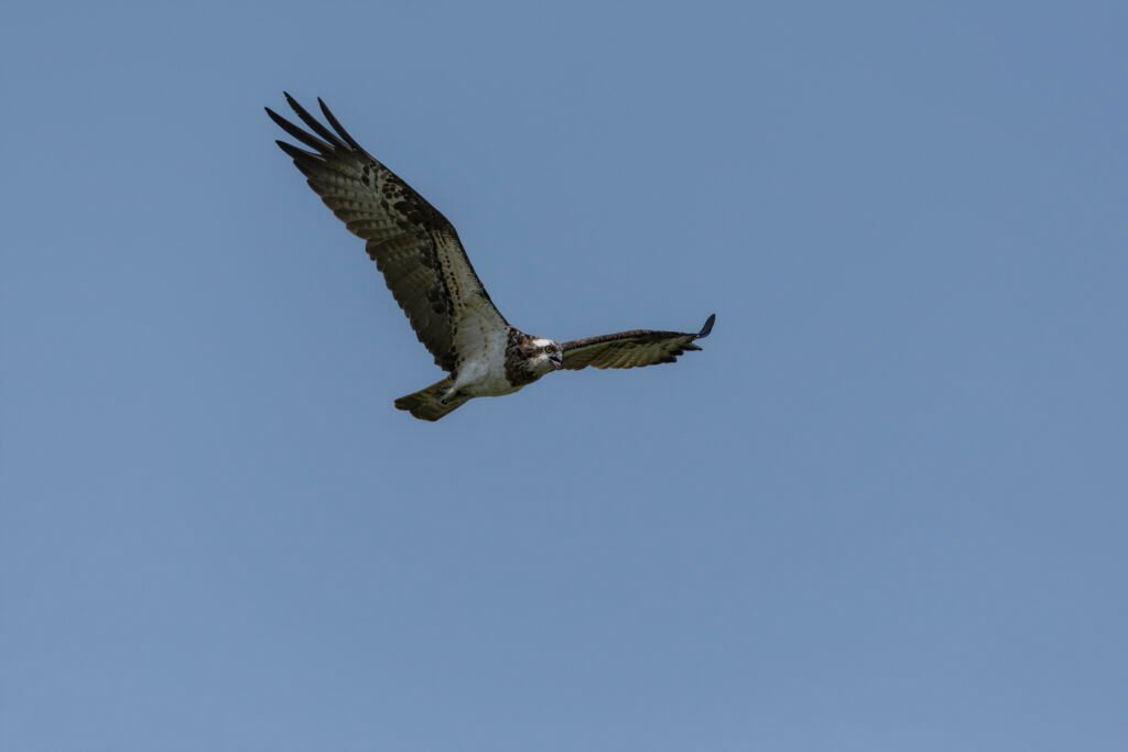Osprey (Pandion haliaetus) Flying