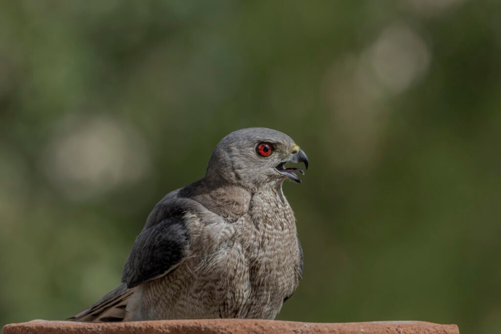 Shikra (Tachyspiza badia) Close Up