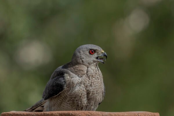 Shikra (Tachyspiza badia) Close Up
