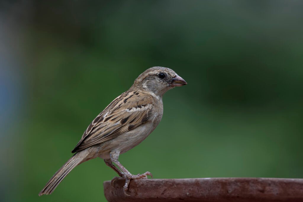 House Sparrow (Passer domesticus) Female