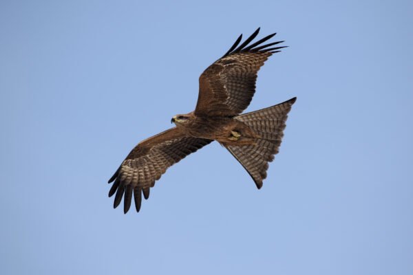 Black Kite (Milvus migrans) In Flight