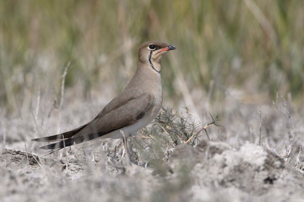Collared Pratincole (Glareola pratincola)