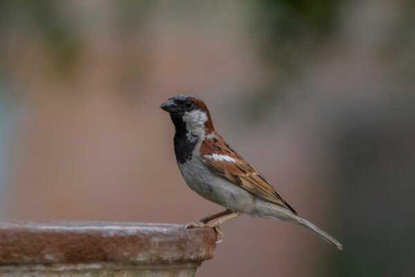 House Sparrow (Passer domesticus)
