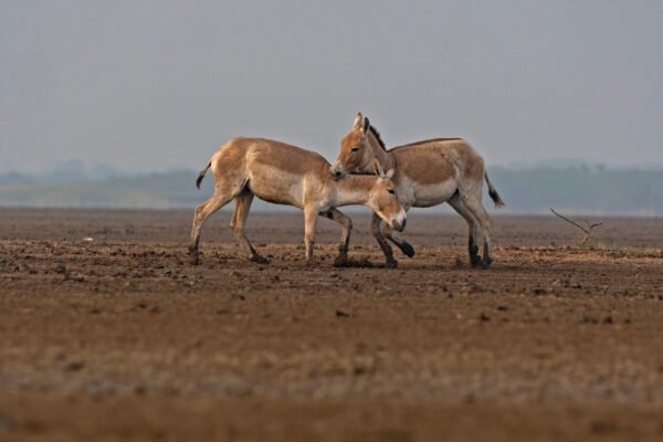 Indian wild ass (Equus hemionus khur) Fighting At Little Rann Of Kutch