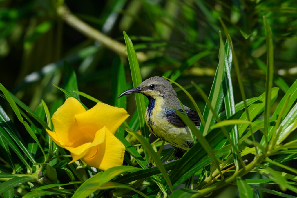 Purple Sunbird (Cinnyris asiaticus) Female