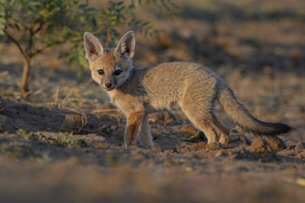 Bengal Fox (Vulpes bengalensis) Pup