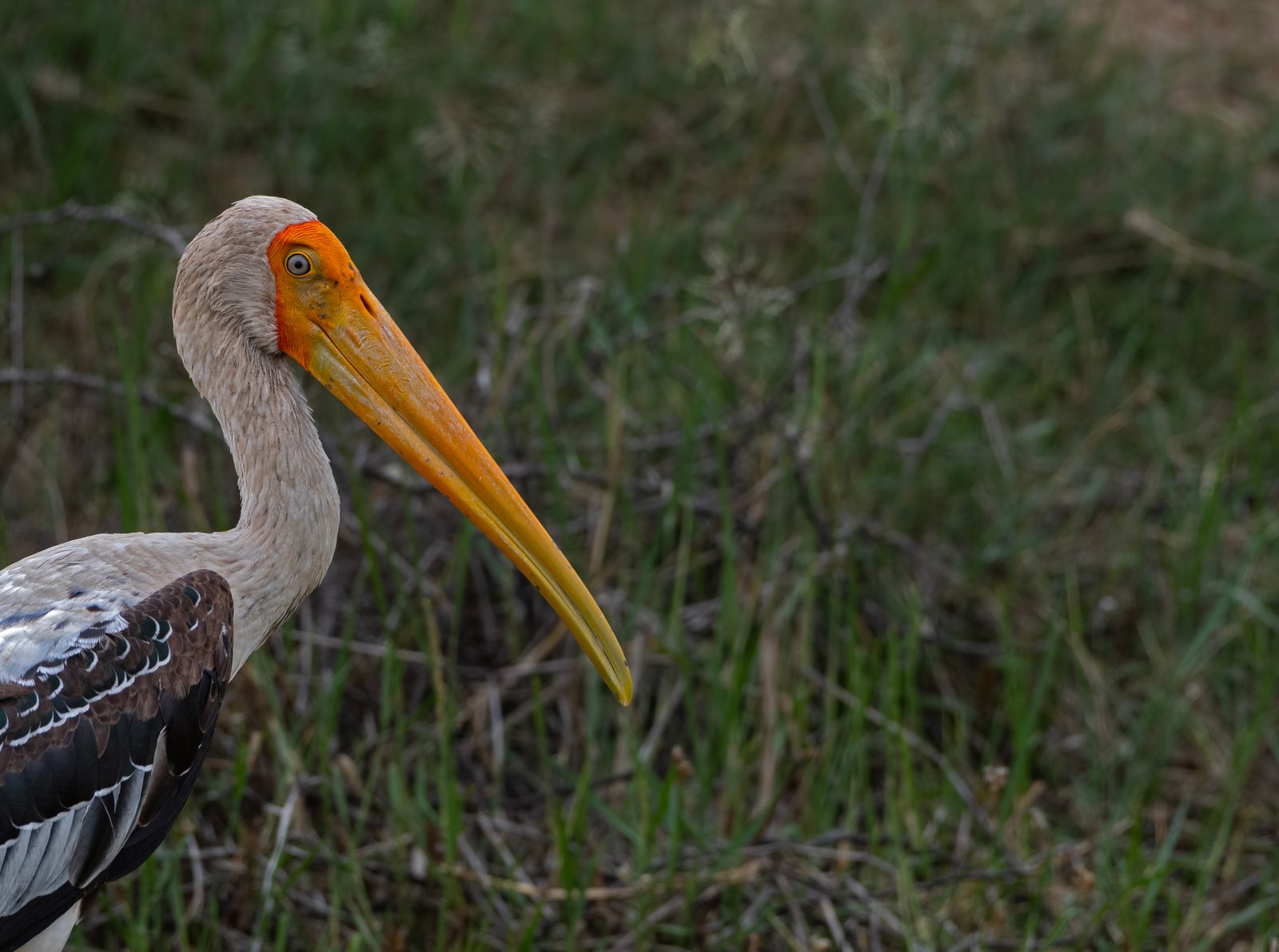 Painted Stork (Mycteria leucocephala)