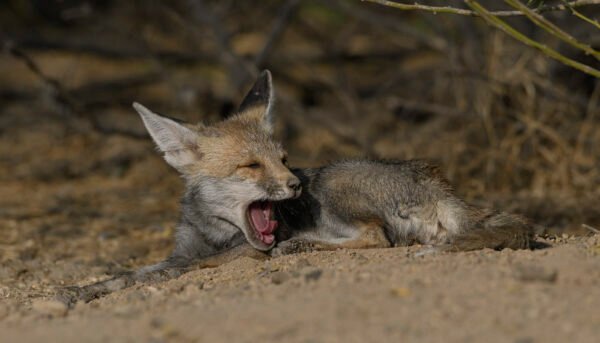 Desert Fox (Vulpes vulpes pusilla)