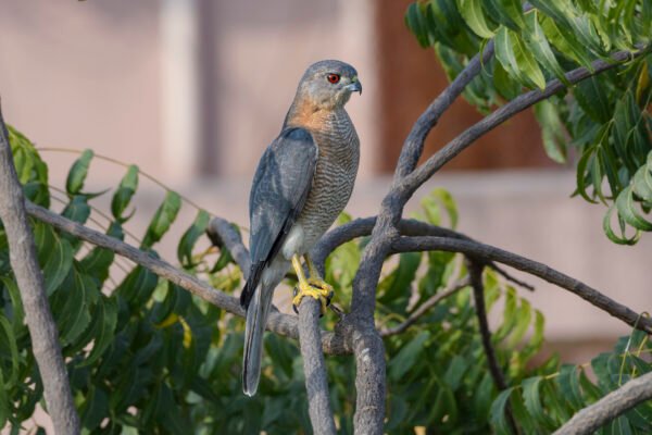Shikra (Tachyspiza badia) Perched On Branch