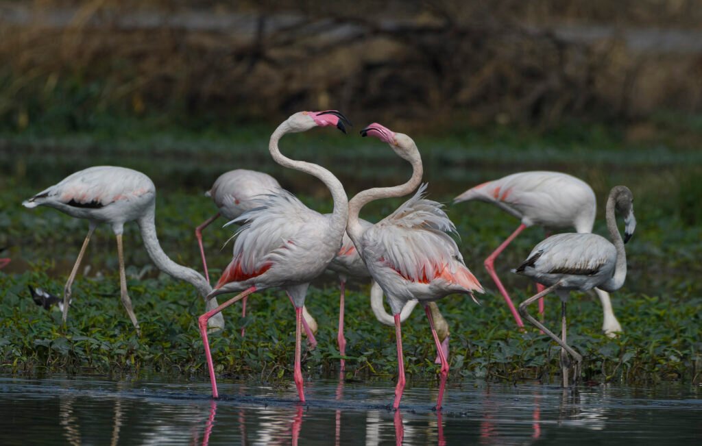 Greater flamingo (Phoenicopterus roseus)