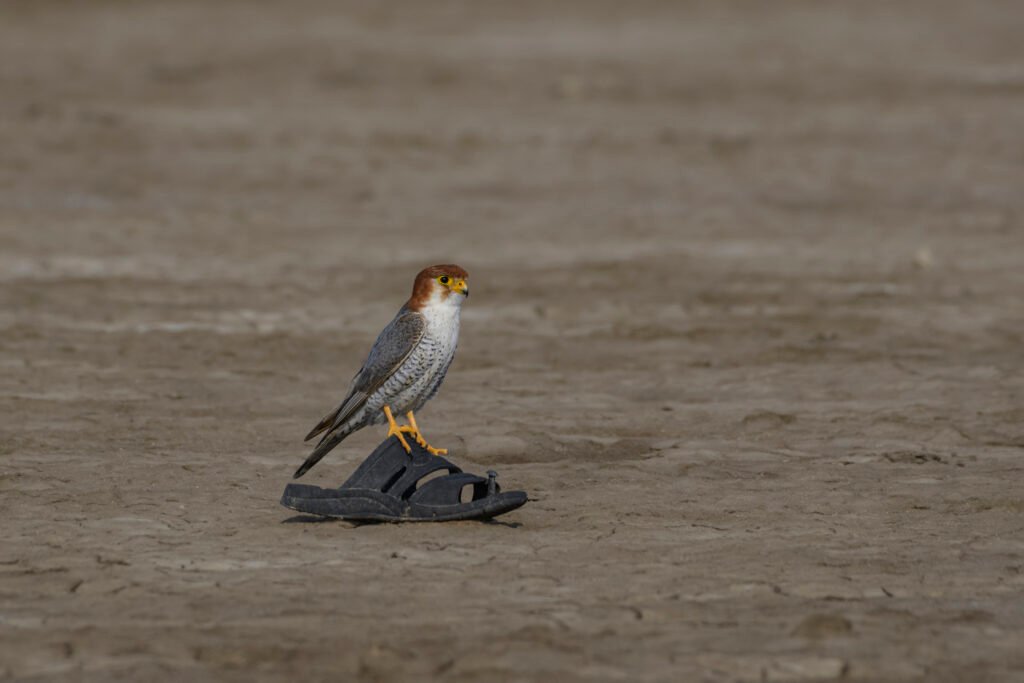 Red-necked Falcon (Falco chicquera)