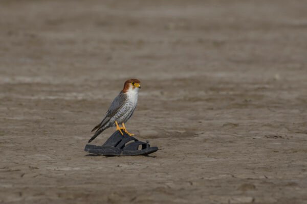 Red-necked Falcon (Falco chicquera)