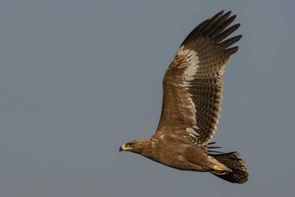 Steppe Eagle (Aquila nipalensis) Flying Close Up At Little Rann Of Kutch