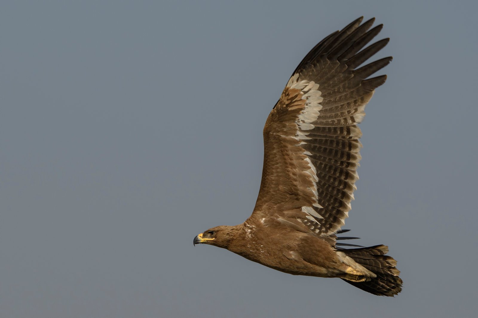 Steppe Eagle (Aquila nipalensis) Flying Close Up At Little Rann Of Kutch