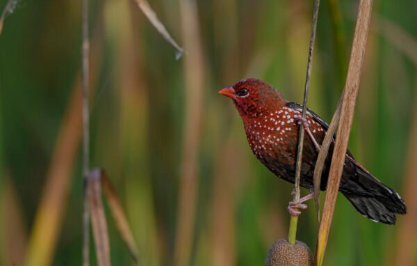 Red avadavat (Amandava amandava)