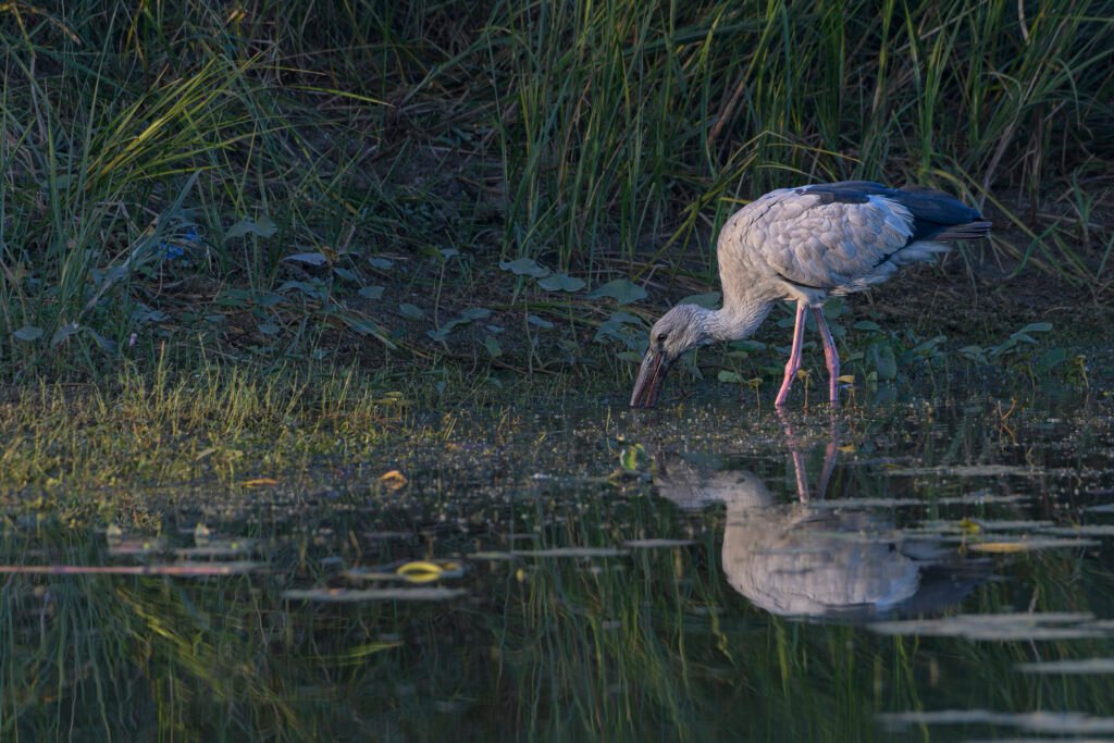 Asian Openbill (Anastomus oscitans)