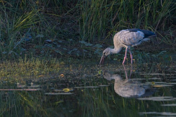Asian Openbill (Anastomus oscitans)