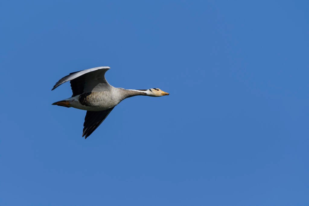 Bar-headed Goose (Anser indicus) Flying