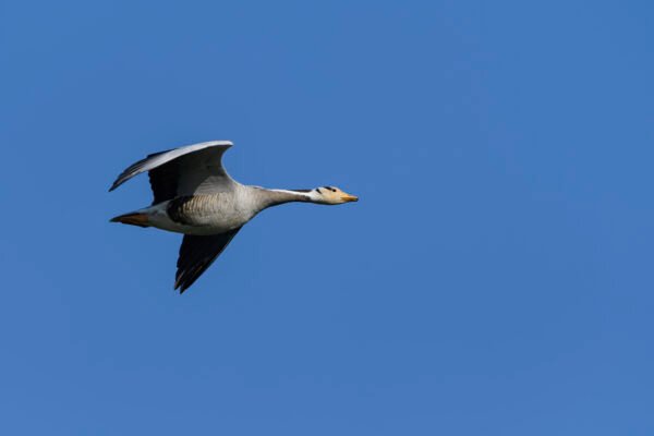 Bar-headed Goose (Anser indicus) Flying