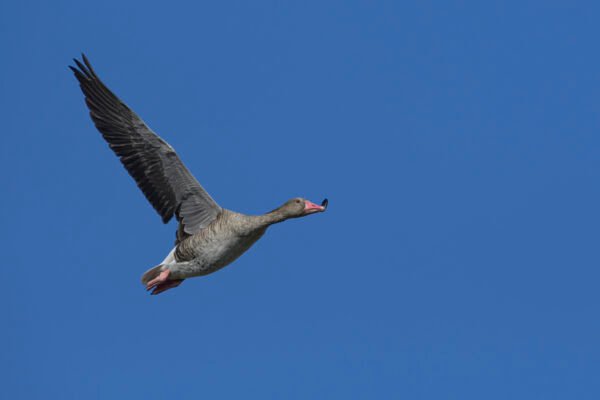 Greylag goose (Anser anser) Flying