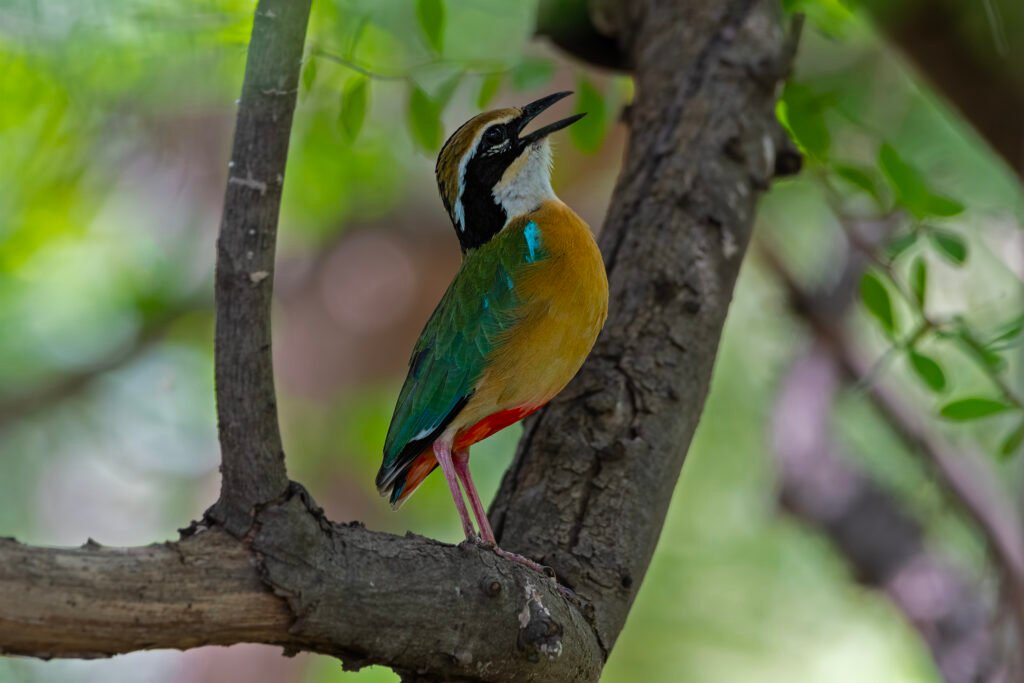 Indian Pitta (Pitta brachyura)