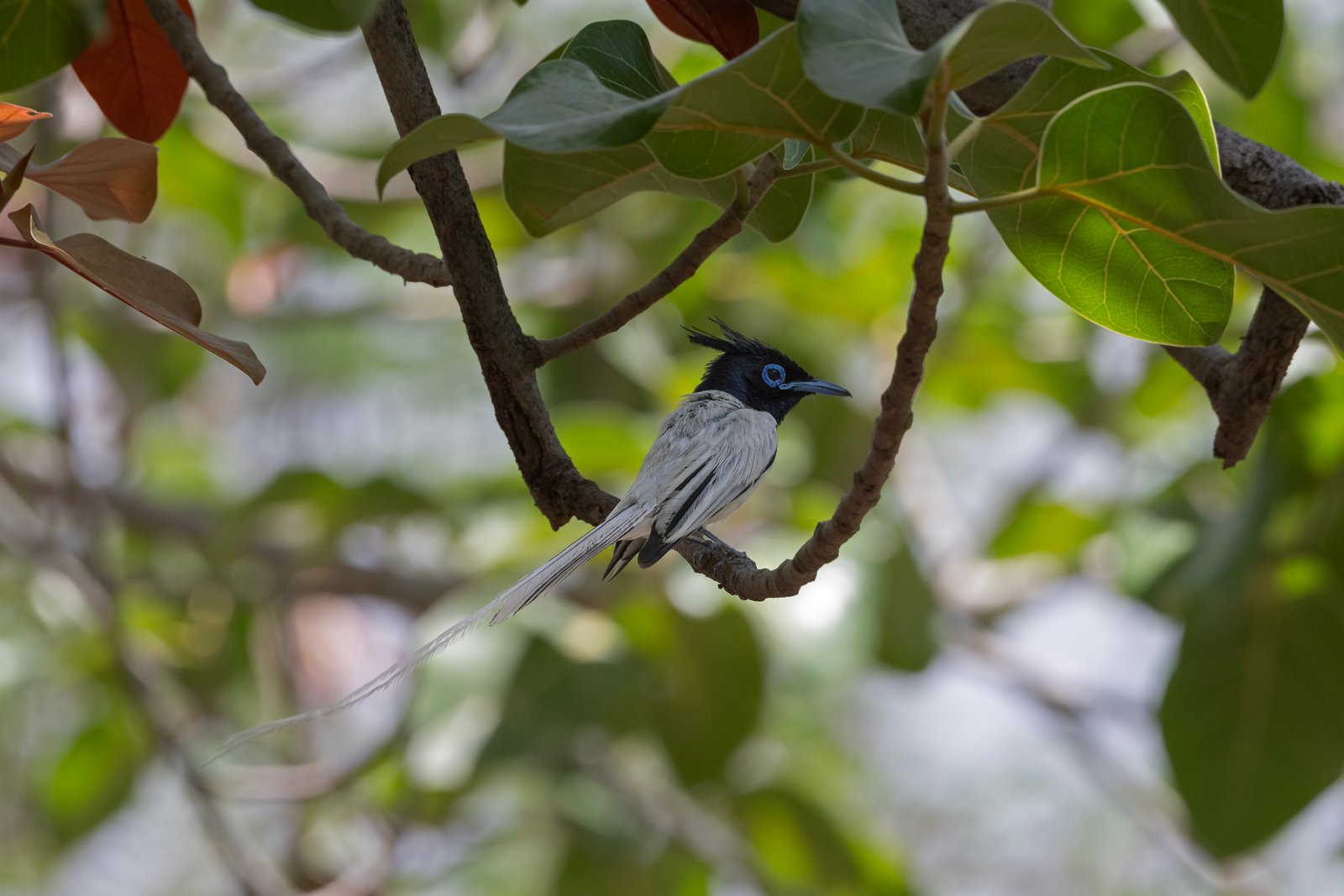 Indian Paradise-Flycatcher (Terpsiphone paradisi)