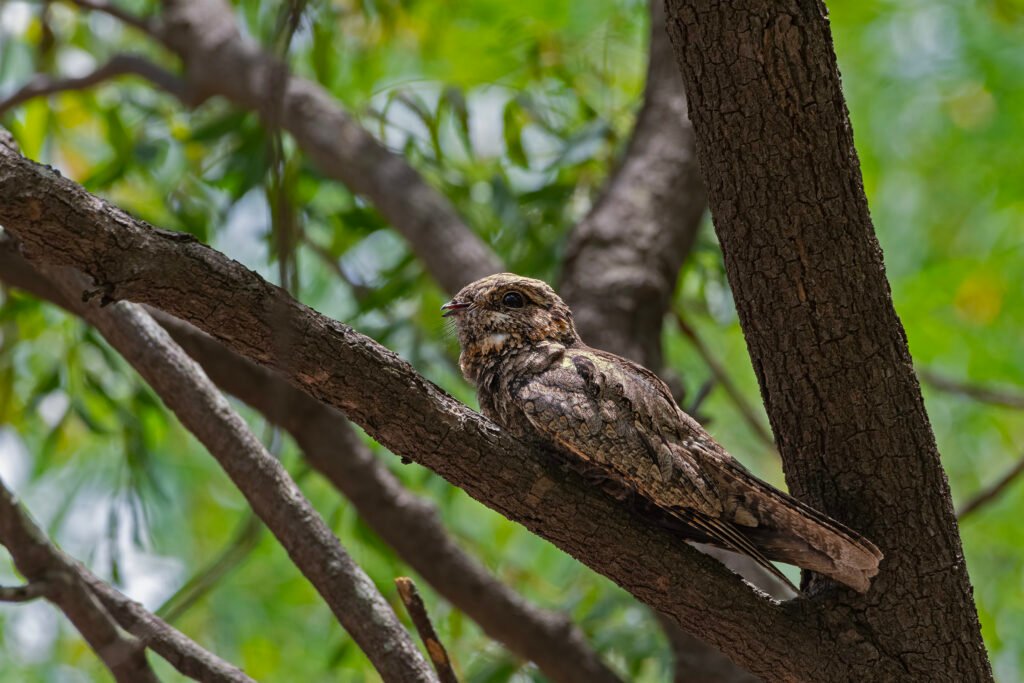 Jungle Nightjar (Caprimulgus indicus)