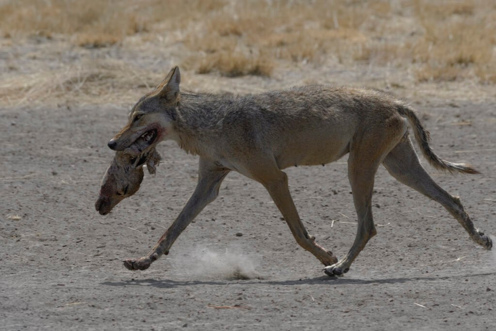 Indian wolf (Canis lupus pallipes) Carrying Blackbuck Head At Blackbuck National Park