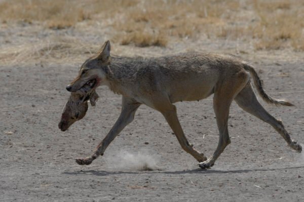 Indian wolf (Canis lupus pallipes) Carrying Blackbuck Head At Blackbuck National Park
