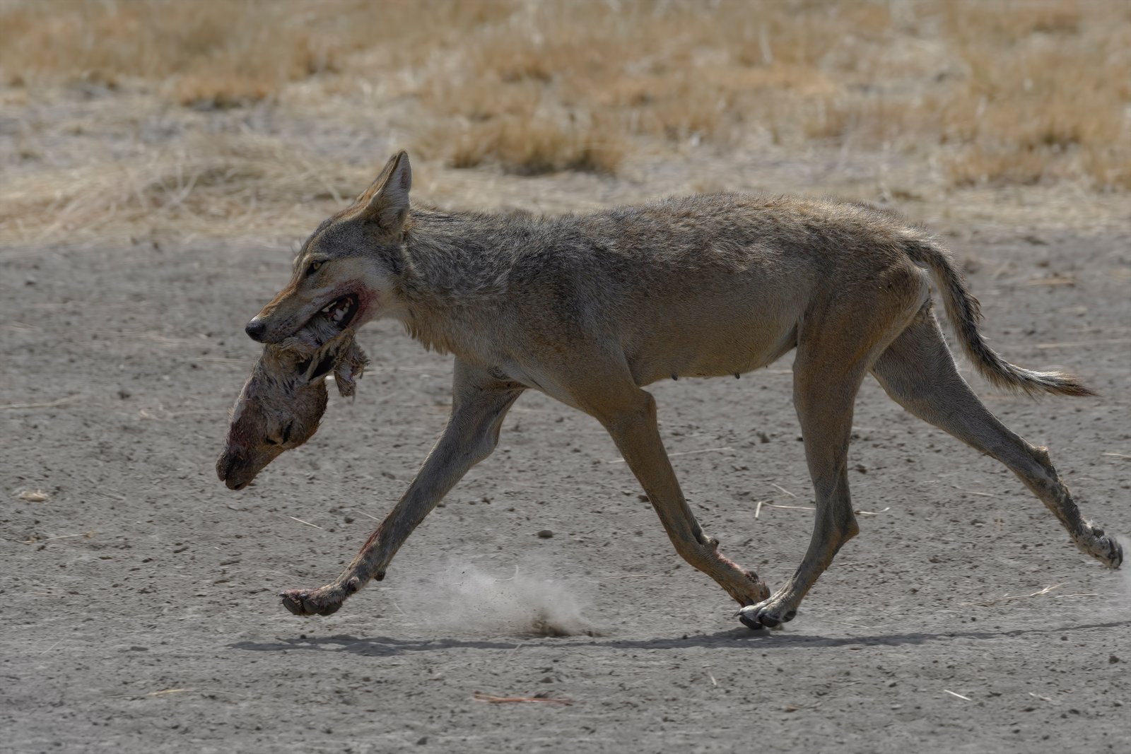 Indian wolf (Canis lupus pallipes) Carrying Blackbuck Head At Blackbuck National Park