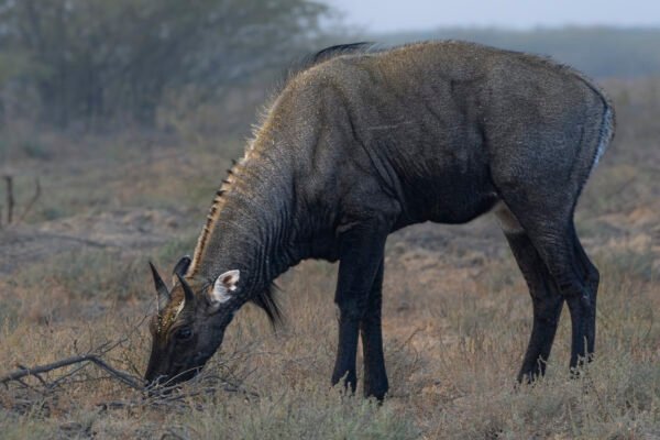 Blue Bull (Boselaphus tragocamelus) closeup
