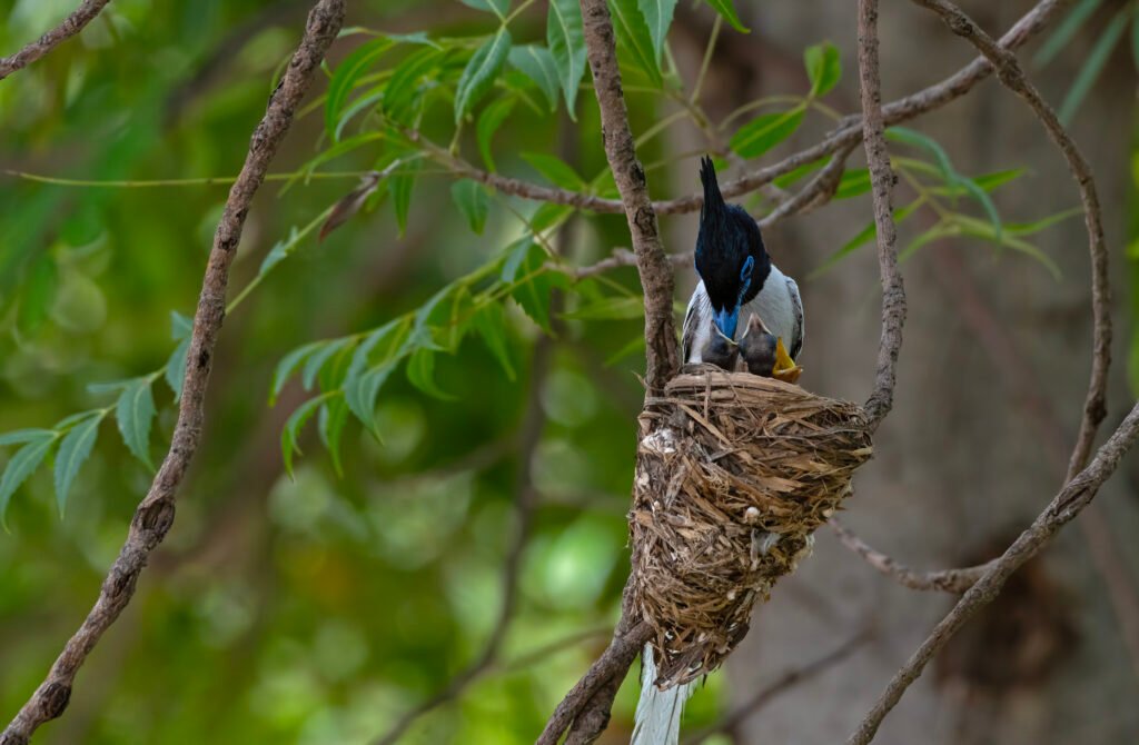 Indian Paradise-Flycatcher (Terpsiphone paradisi)