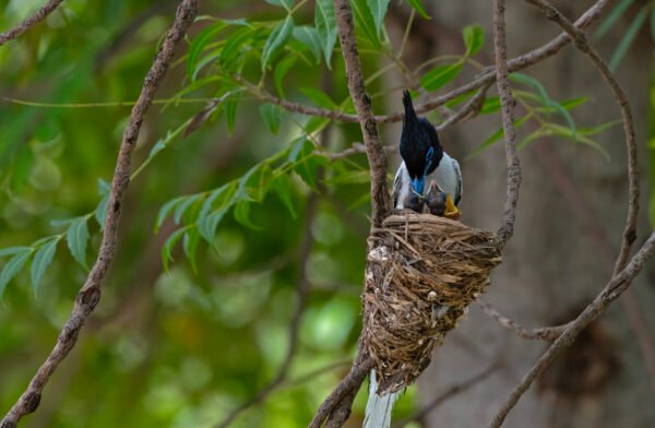 Indian Paradise-Flycatcher (Terpsiphone paradisi)