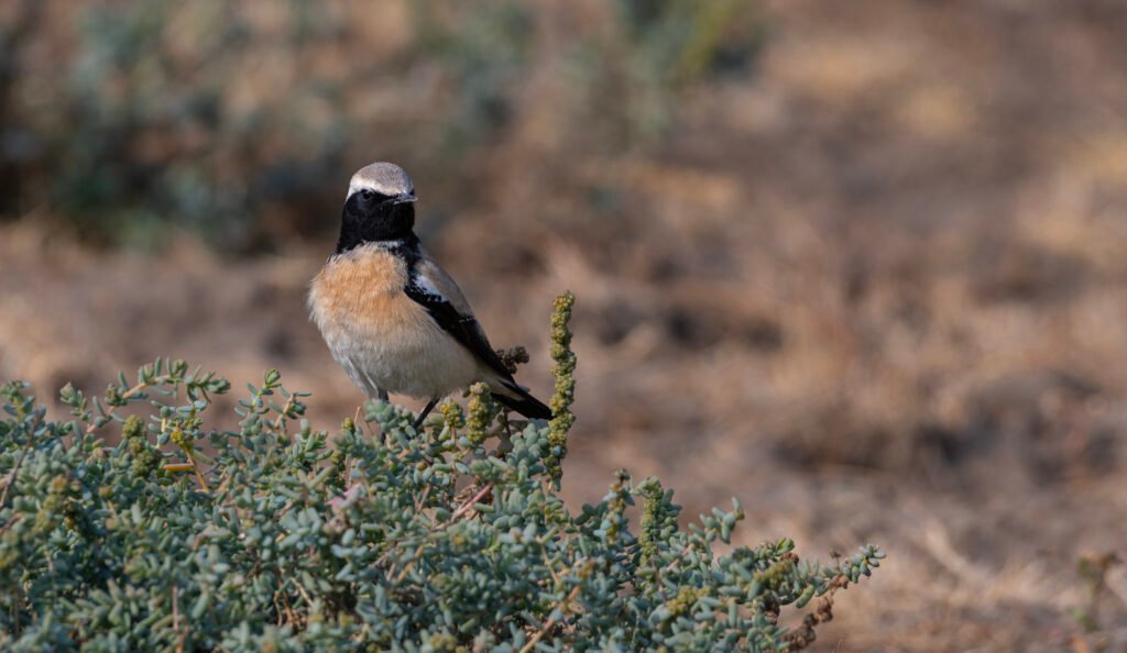 Desert Wheatear (Oenanthe deserti) At Little Rann Of Kutch