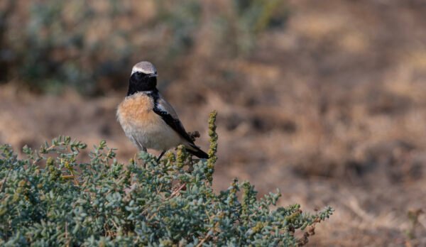 Desert Wheatear (Oenanthe deserti) At Little Rann Of Kutch