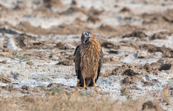 Montagu's Harrier (Circus pygargus) Juvenile