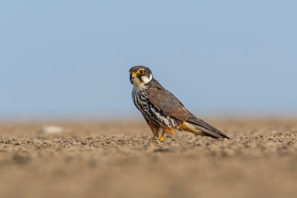 Eurasian Hobby (Falco subbuteo)