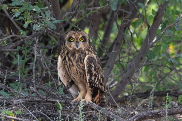 Short-eared Owl (Asio flammeus)
