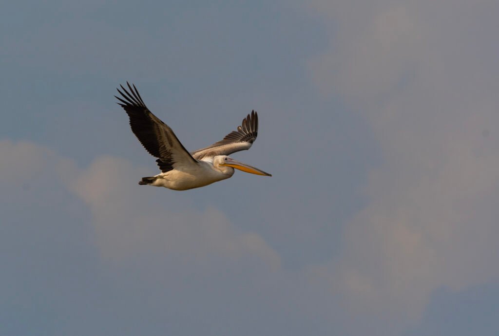 Great White Pelican (Pelecanus onocrotalus)