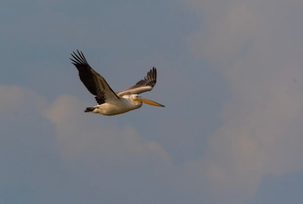 Great White Pelican (Pelecanus onocrotalus)
