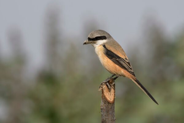 Long-tailed Shrike (Lanius schach) Closeup