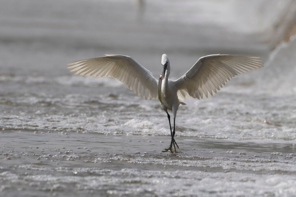 Little Egret (Egretta garzetta) With Fish