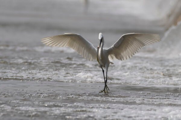 Little Egret (Egretta garzetta) With Fish