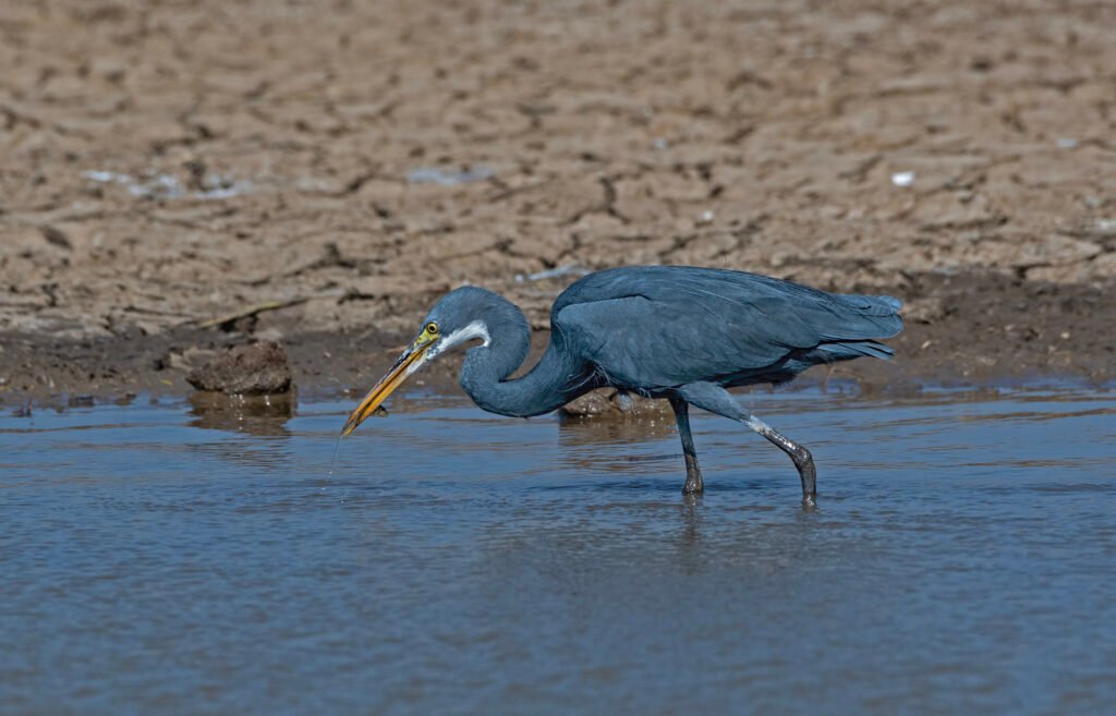 Western Reef-Heron (Egretta gularis)