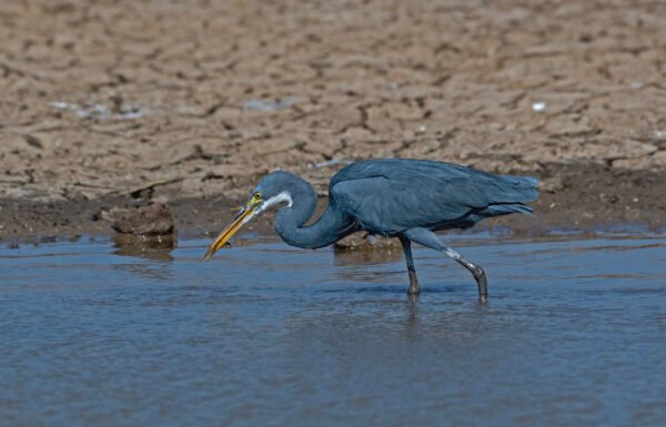 Western Reef-Heron (Egretta gularis)
