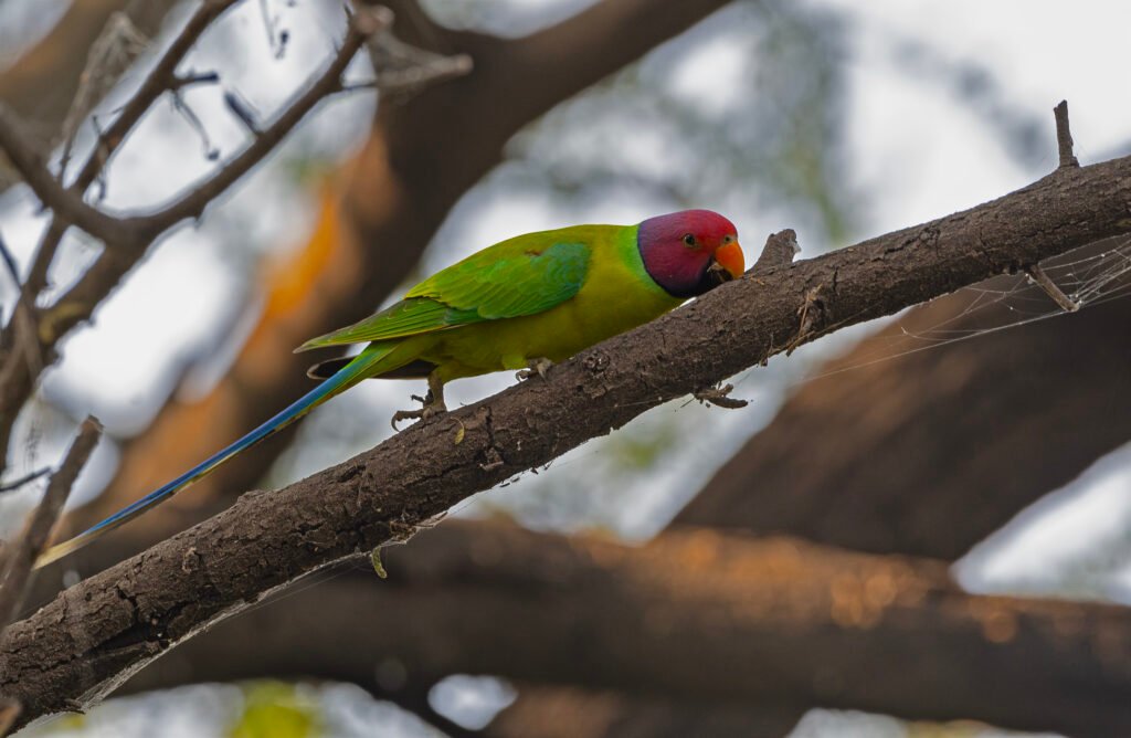 Plum-headed Parakeet (Psittacula cyanocephala)
